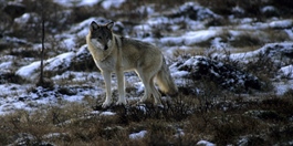 Dette vet vi om antall ulver i Norge
